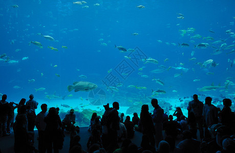 佐治亚州特兰大的世界最大水族馆图片