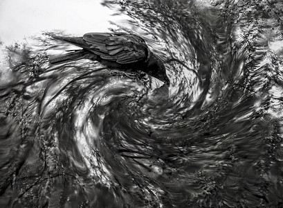 乌鸦饮用水与树木反射在黑白的艺术光控图像中图片
