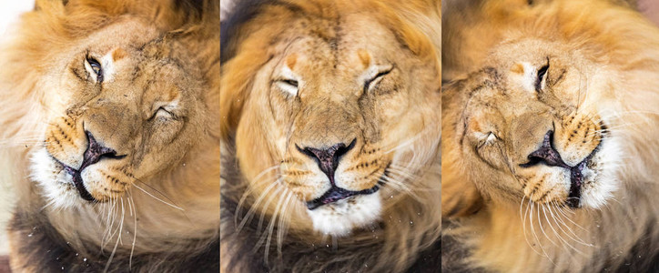 连续三集非洲狮子摇动头的图片