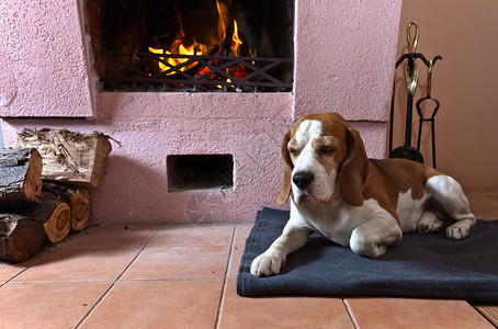 狗在靠近壁炉图片