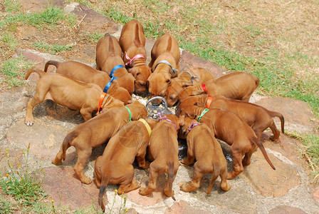 十三只纯种罗得西亚海脊犬狗在户外图片