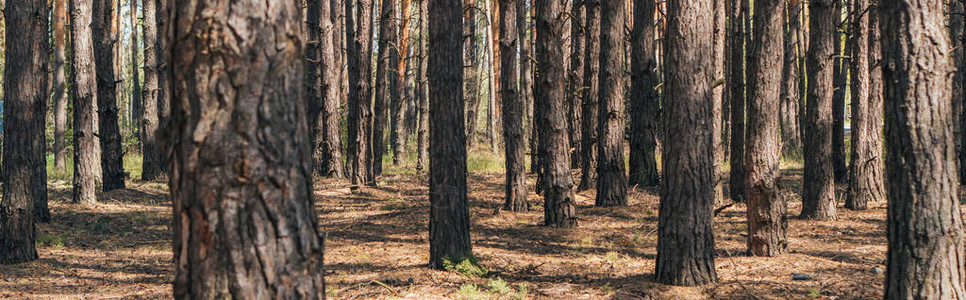 夏季树林中树干的全景作物图片