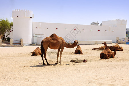 在卡塔尔多哈市中心一个堡垒外休息的骆驼背景图片