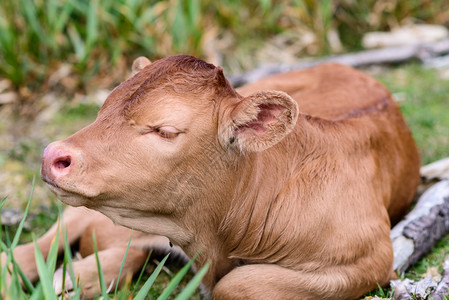 西班牙农场上的棕色小牛犊图片