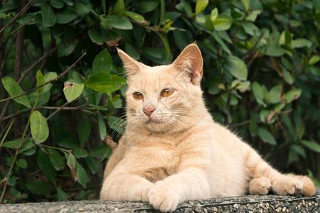 金洁猫坐在北现代城图片