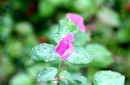 粉红色的玫瑰花瓣上滴着雨滴图片