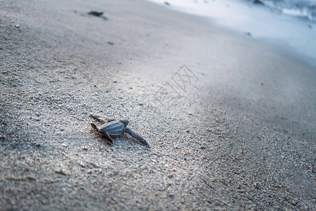 特里尼达特立尼达和多巴哥海滩边爬到海面的皮革龟高清图片
