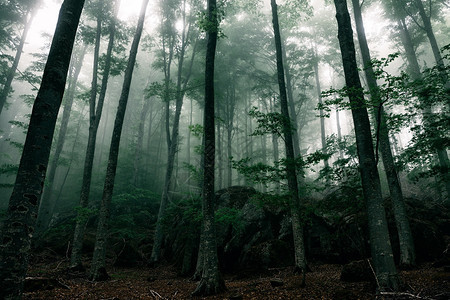 迷雾森林中的神秘屋图片