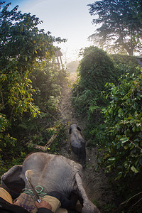 大象在大象狩猎之旅的草坪上行走图片