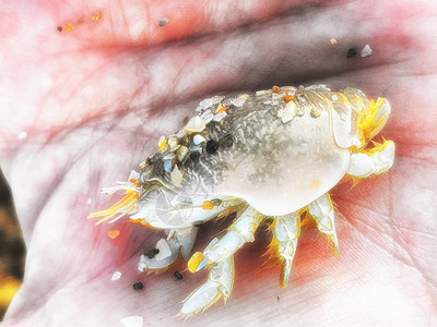 女孩手上的小沙蚤图片