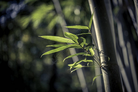 光束照在森林里的竹叶上图片