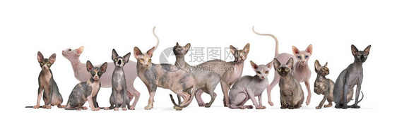 在白色背景下坐着站立的无毛猫斯芬克斯SphinxSphinxWirirless图片