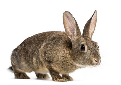 欧洲兔子或普通兔子3个月大白种的奥图片