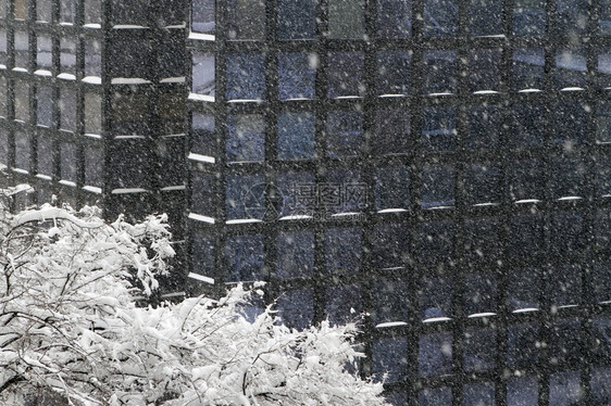 重雪暴风雪主题树和图片