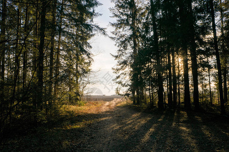 时秋林中树木的景色白俄罗斯图片