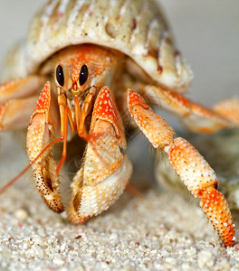 贝壳里美丽的隐居蟹紧贴图片