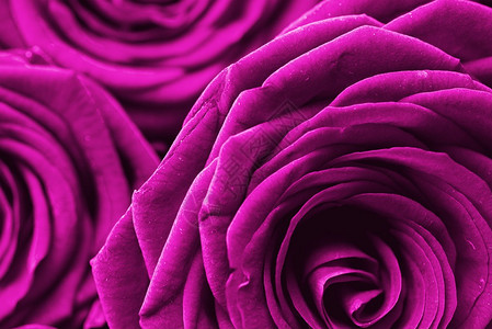 紫玫瑰芽相片背景紫玫瑰回滴图片