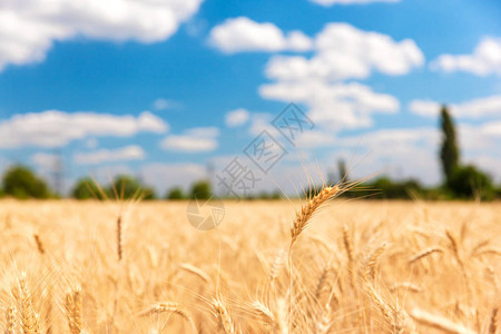 金色麦田和云彩的夏日风景图片