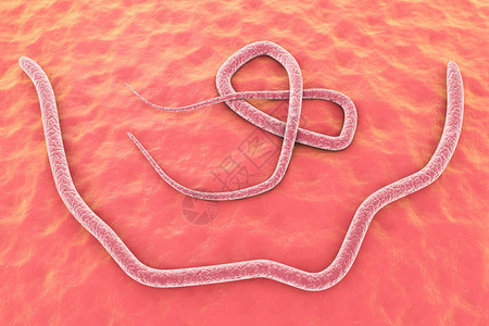 食虫虻正在吃物蛔虫科西蛔虫照片  |马蛔虫横断面与鸡蛋100倍西蛔虫照