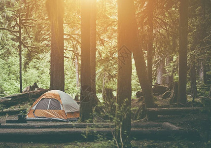 森林荒野中的帐篷露营露营主题图片