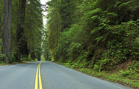 深红木森林路加州背景图片