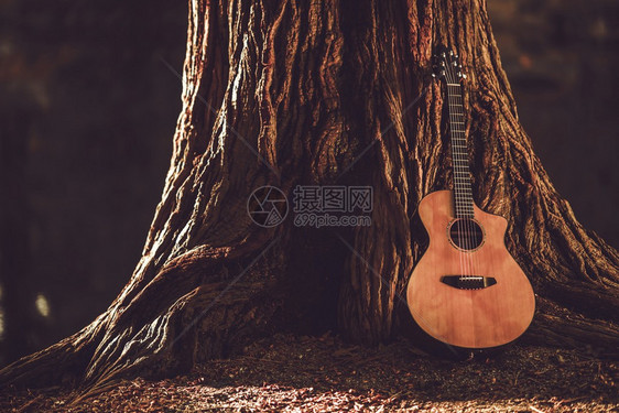 音乐吉他和老树音乐主图片