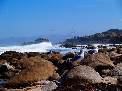一对海鸥在岩石上晒太阳身后海浪拍打图片