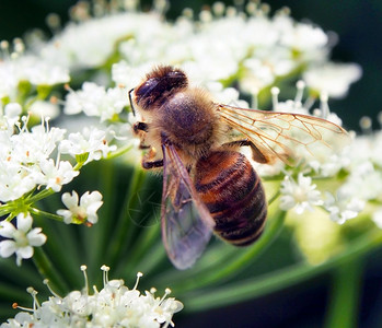 一只忙碌的蜜蜂Apismellifera在花背景图片