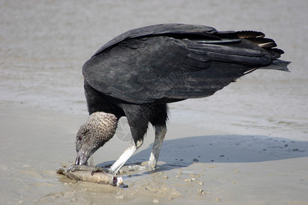 秃鹫吃东西的照片图片