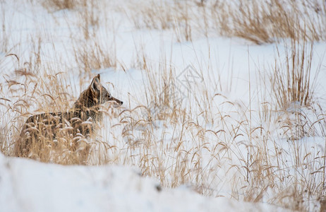 美国科罗拉多州冬季草原上的土狼由白雪和土图片