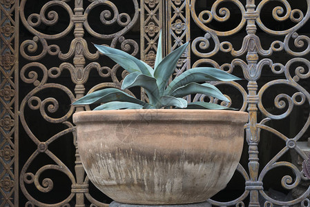 瓜纳华托盆栽植物的特写镜头背景