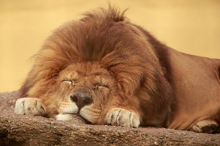 睡在平坦石头上的非洲狮图片