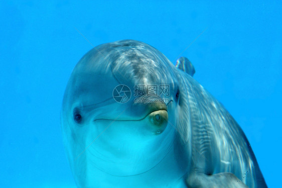 海洋生物海豚图片