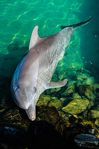 海洋生物海豚图片