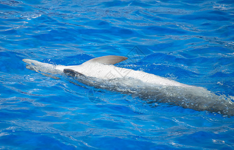 海豚在清澈湛蓝的大海中玩耍图片