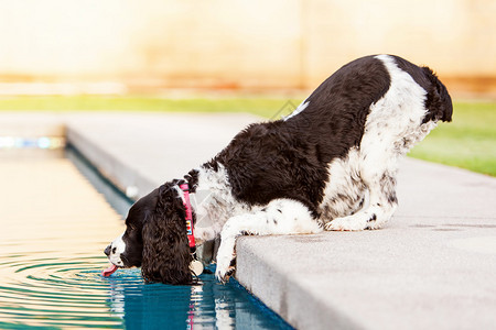 夏日热天从游泳池里取出饮水的英语SpanielSpaniel背景图片