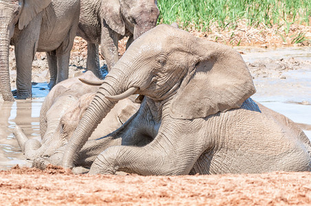 非洲大象LoxodontaAfricana图片