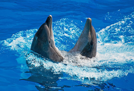 海洋生物海豚背景图片