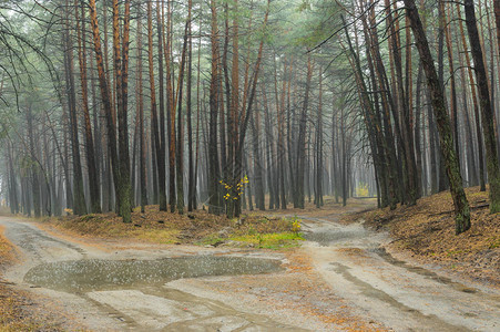 乌克兰多雨松林分叉的沙路图片