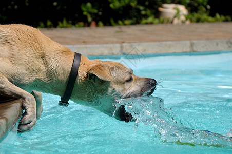 狗在游泳池玩水图片