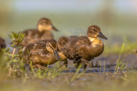 穿越荷兰湿地自然保护区草地的一群鸭子群图片