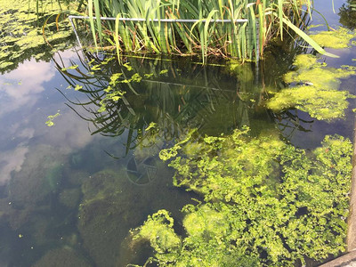 观赏水池和水藻分离背景图片