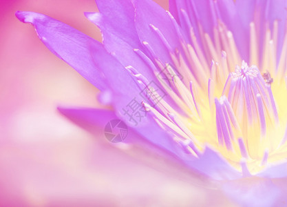 亮光闪耀的近身血淋的蓝色莲花这张照片可以图片
