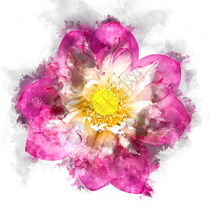 粉红色莲花的水彩形象佛教宗象征图片