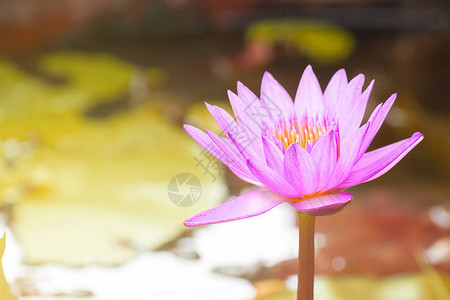 美丽的水利花粉莲花植物在绿叶背景和图片