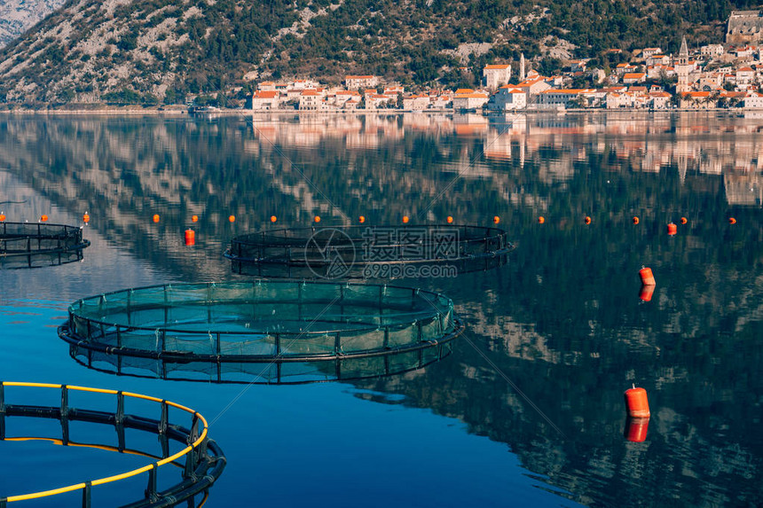 黑山的养鱼场科托尔湾的养殖场和养鱼场图片
