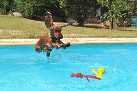 在游泳池里跳跃纯种可卡犬图片