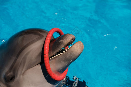 海豚在蓝水中玩着多彩环的花纹海豚图片