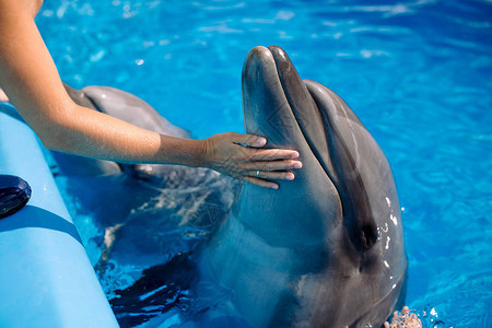 女人在蓝色的水中抚摸和玩耍宽吻海豚图片