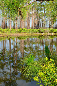 Okefennokee野生动物保护区沼泽岛驱动道池图片